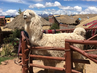 Insights into the traditional textile market of Peru